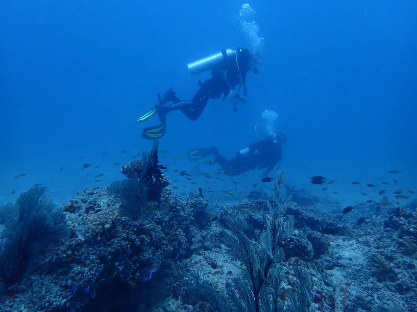 Two divers swimming over a coral reef