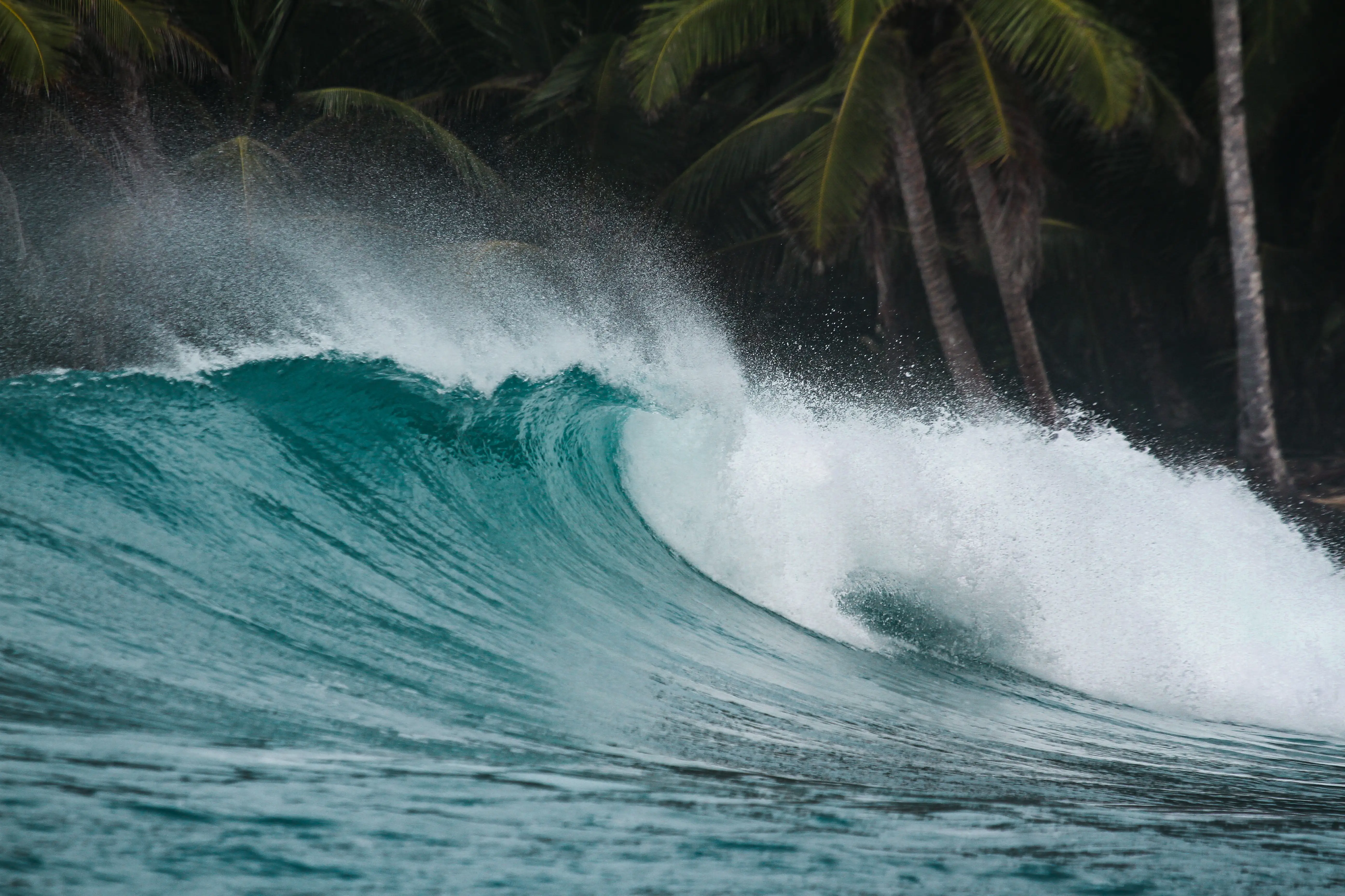 An empty turquoise wave throwing a barrel with dense palms behind