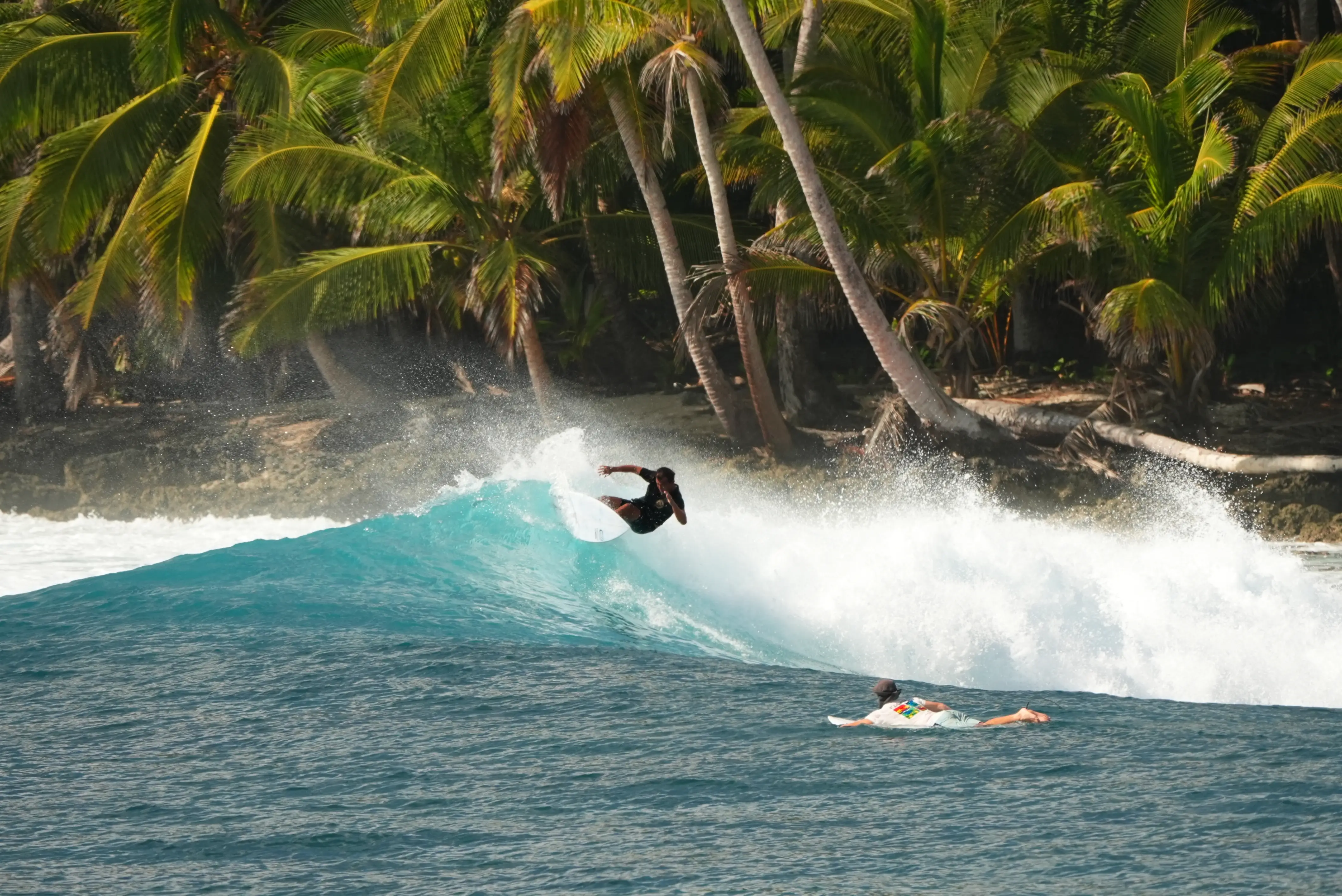 Surfer hitting the lip of a turquoise wave in front of a palm-lined shoreline